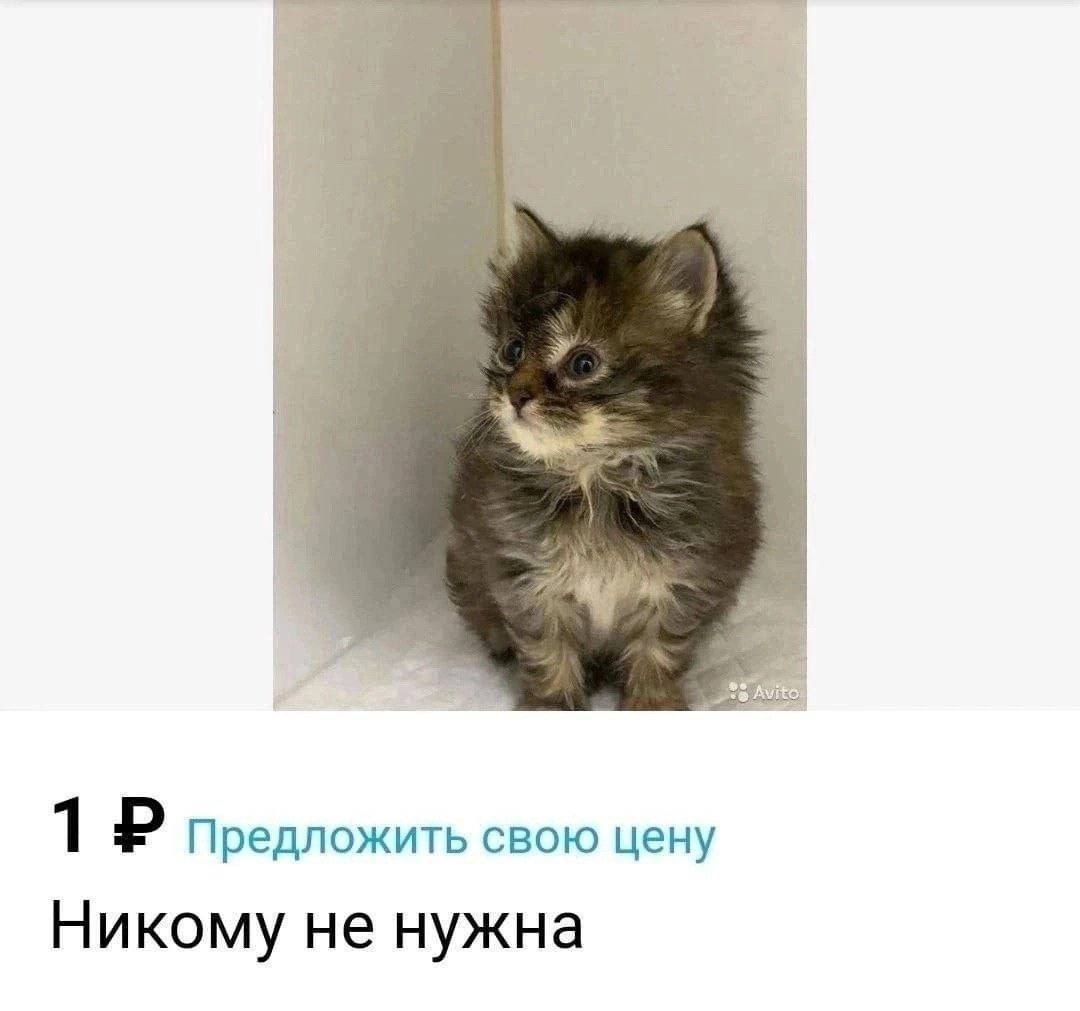 Котенок никому не нужна Маленький пушистый котенок сидит и грустно смотрит, а под ним объявление "Никому не нужна" и цена 1 рубль