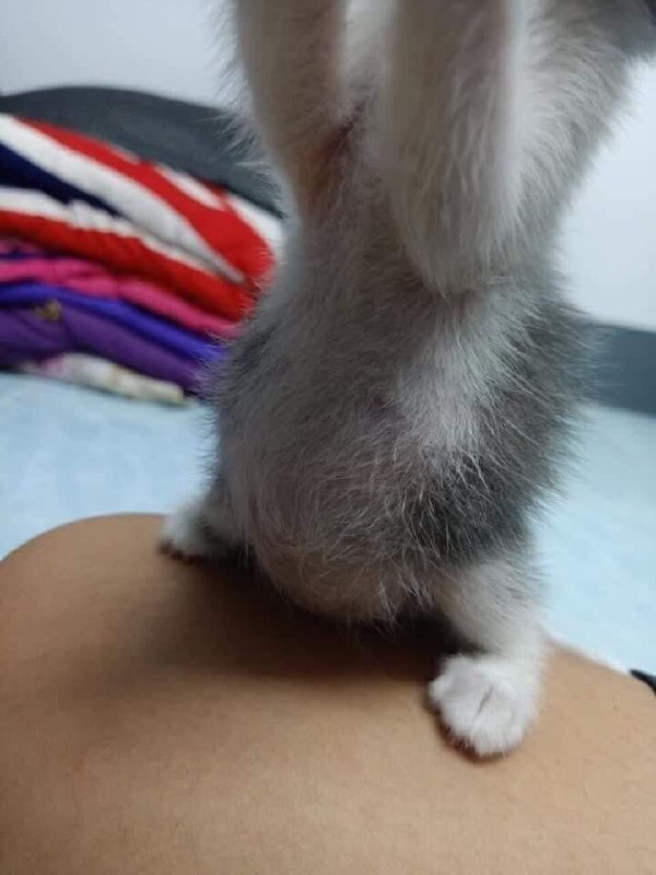 Котенок с большим животом Котёнок с очень большим животом, стоящий на задних лапах на колене человека.