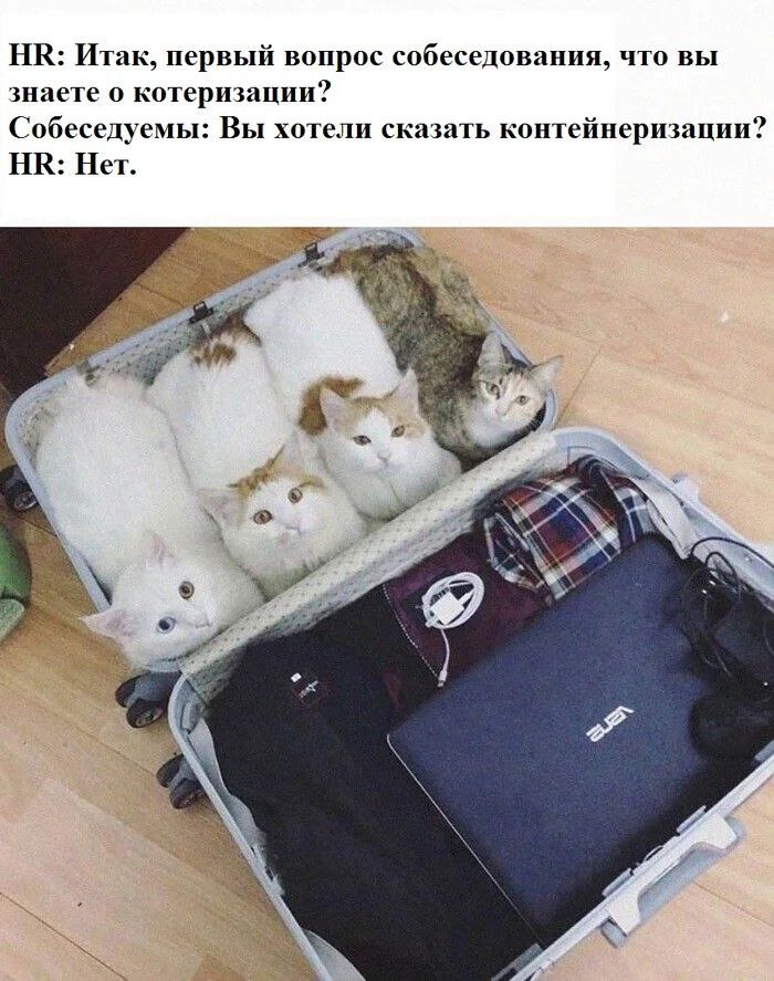 Котеризация на собеседовании HR задает вопрос о котеризации, а в чемодане вместо вещей сидят коты