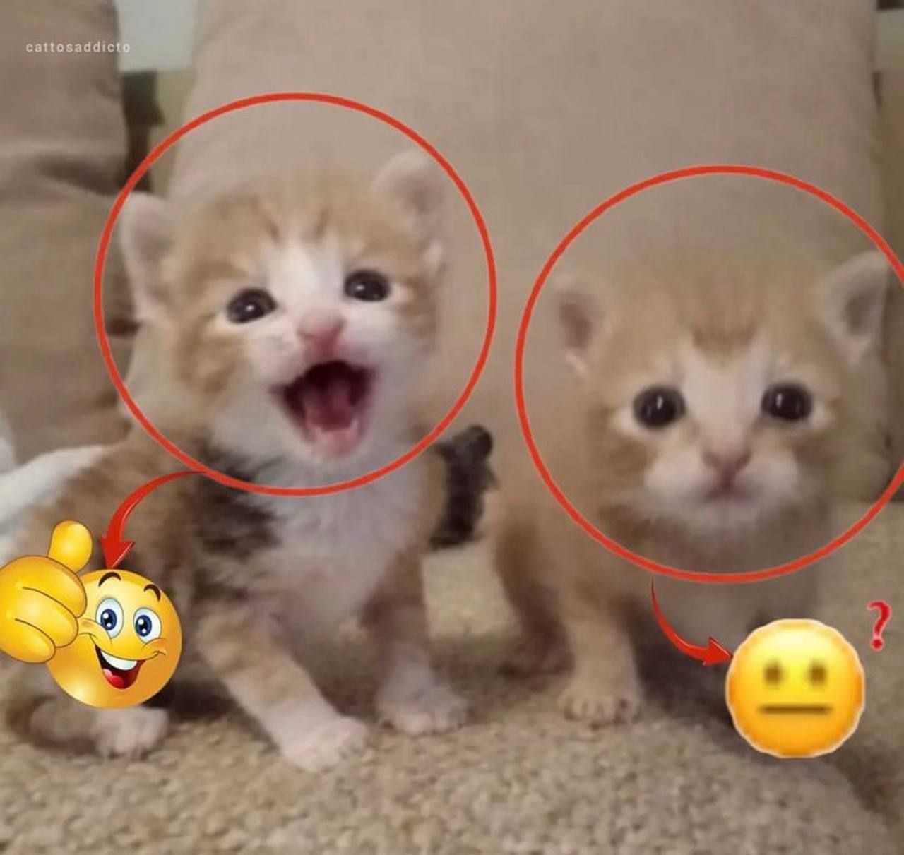 Котёнок кричит и котёнок-пучеглаз Два маленьких котёнка сидят рядом, один из них широко открыл рот, а другой смотрит прямо в камеру. Над их мордочками красные круги, а снизу стрелки указывают на эмодзи.