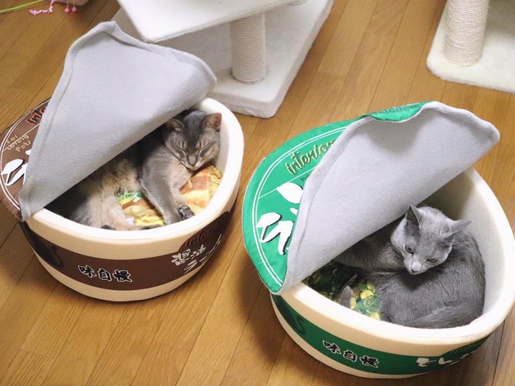 Коты в банках с едой Два милых кота спят в своих мягких домиках-банках с кошачьей едой