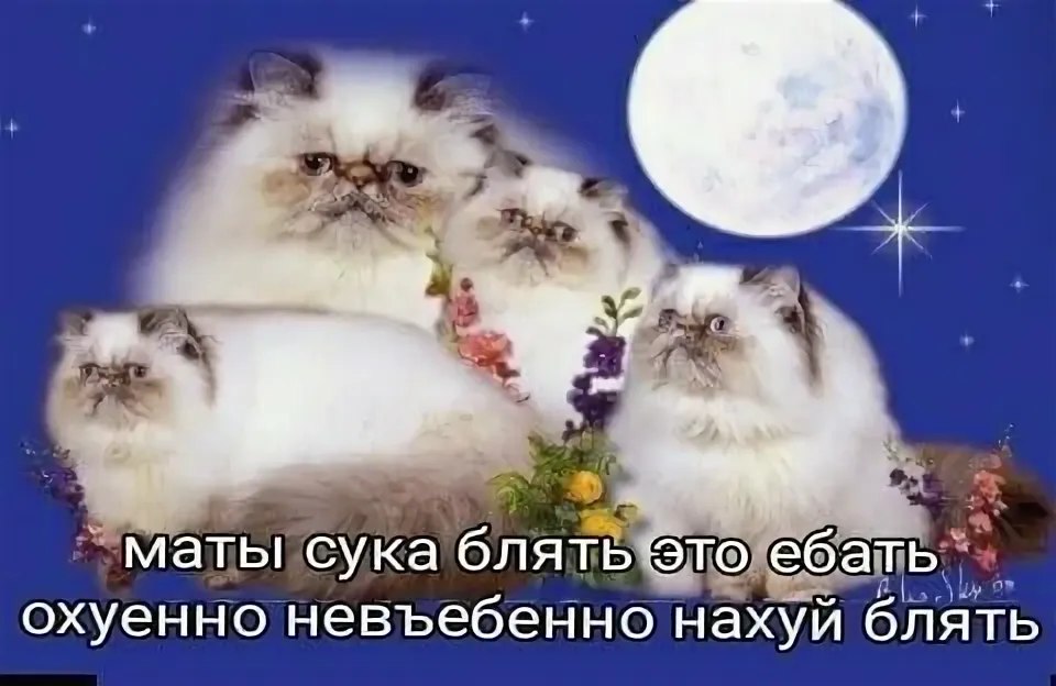 Коты с матами Фотография четырёх сердитых котов с нецензурной надписью
