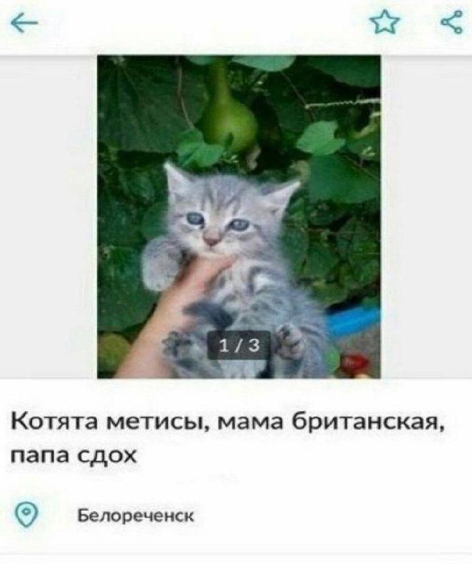 Серый котёнок на фото из объявления, где написано: «Котята метисы, мама британская, папа сдох».