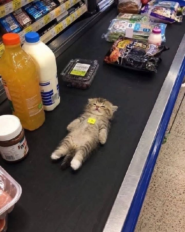 Пушистый котёнок с ценником лежит на кассовой ленте среди продуктов в супермаркете