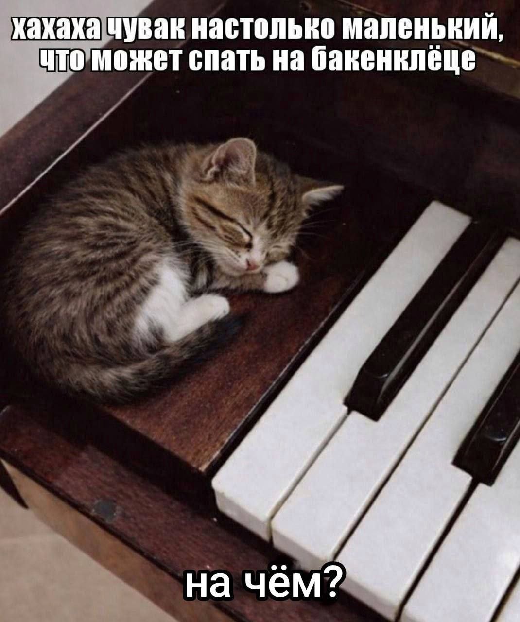 Маленький котёнок спит на пианино, а подпись шутит, что он настолько маленький, что может спать на бакенклёце.