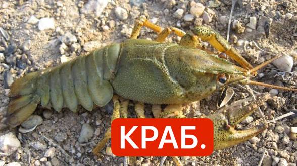 Зелёный рак на земле с подписью «КРАБ.»