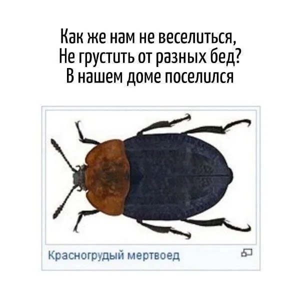 Шуточная картинка с жуком, подписанным как «Красногрудый мертвоед», и текстом про то, что в доме поселился этот насекомый.