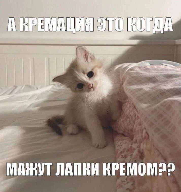 Кремация это когда мажут лапки кремом Котёнок на кровати, который спрашивает, мажут ли лапки кремом при кремации.