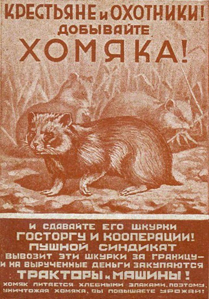 Крестьяне и охотники! Добывайте хомяка Старый советский агитационный плакат с призывом уничтожать хомяков, потому что они едят хлеб и вредят урожаю, а их шкурки нужны для покупки тракторов и машин.