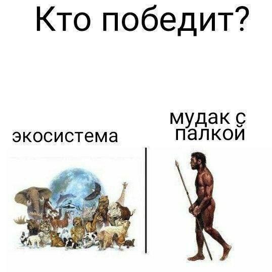 Кто победит: экосистема против человека с палкой Мем: кто победит, экосистема или человек с палкой