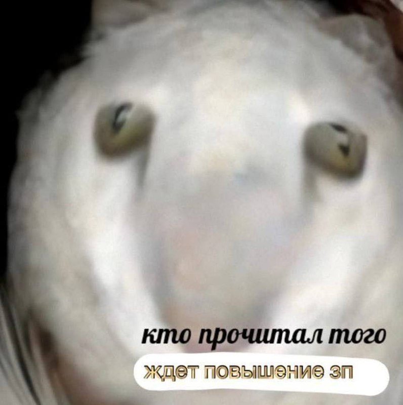Кто прочитал, того ждет повышение ЗП Мем с котом или голубем, который ждет повышения зарплаты после прочтения надписи.