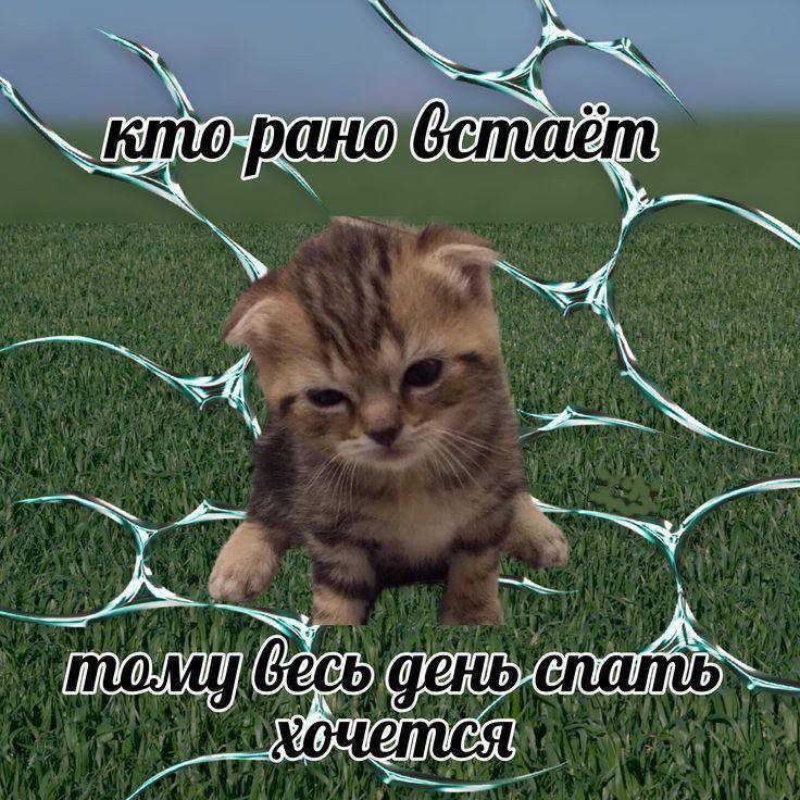 Кто рано встаёт, тому весь день спать хочется Мем с недовольным котёнком и надписью «Кто рано встаёт, тому весь день спать хочется»