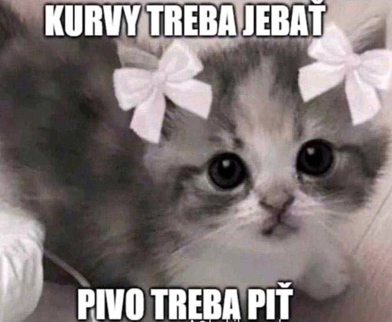 Kurvy treba jebať pivo treba piť Мем с милым котёнком, у которого на голове два белых бантика, а текст на изображении гласит: Kurvy treba jebať, pivo treba piť