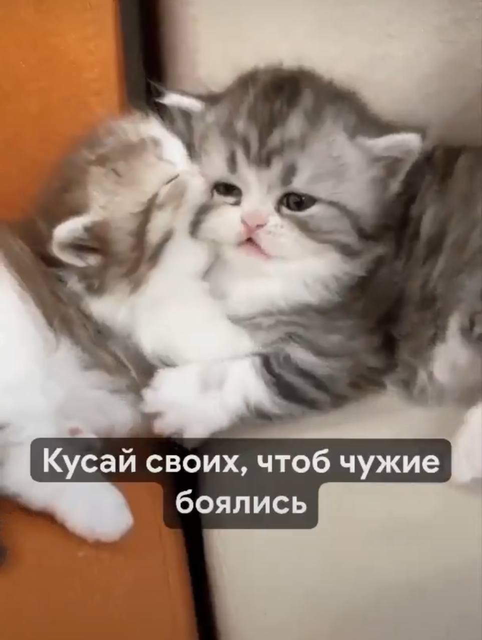 Пушистый котёнок с серьёзным видом и надписью «Кусай своих, чтоб чужие боялись»