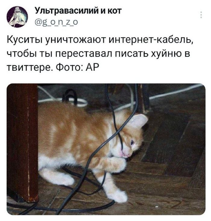 Куситы уничтожают интернет-кабель Маленький рыжий котёнок грызёт интернет-кабель, чтобы пользователь перестал писать ерунду в твиттере.