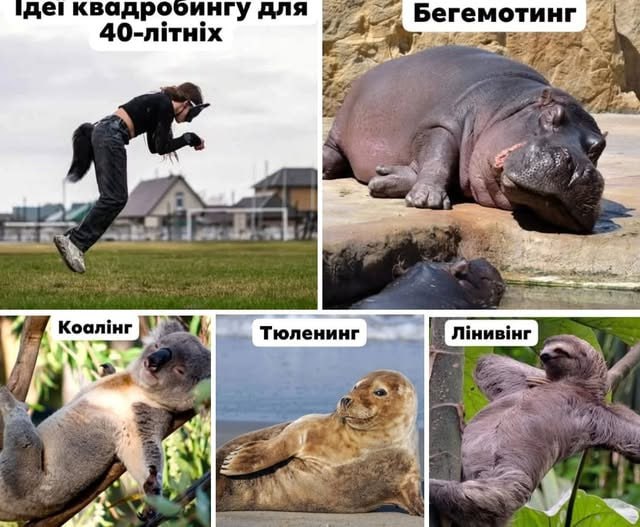 Мем с идеями "квадробинга" для людей старше 40 лет, где вместо активных занятий показаны отдыхающие животные.