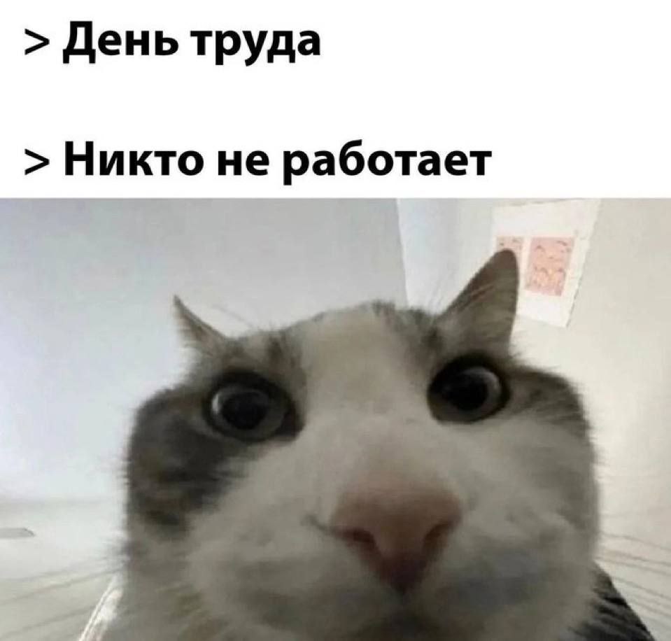 День труда, никто не работает Мем про День труда, когда никто не работает, с котом