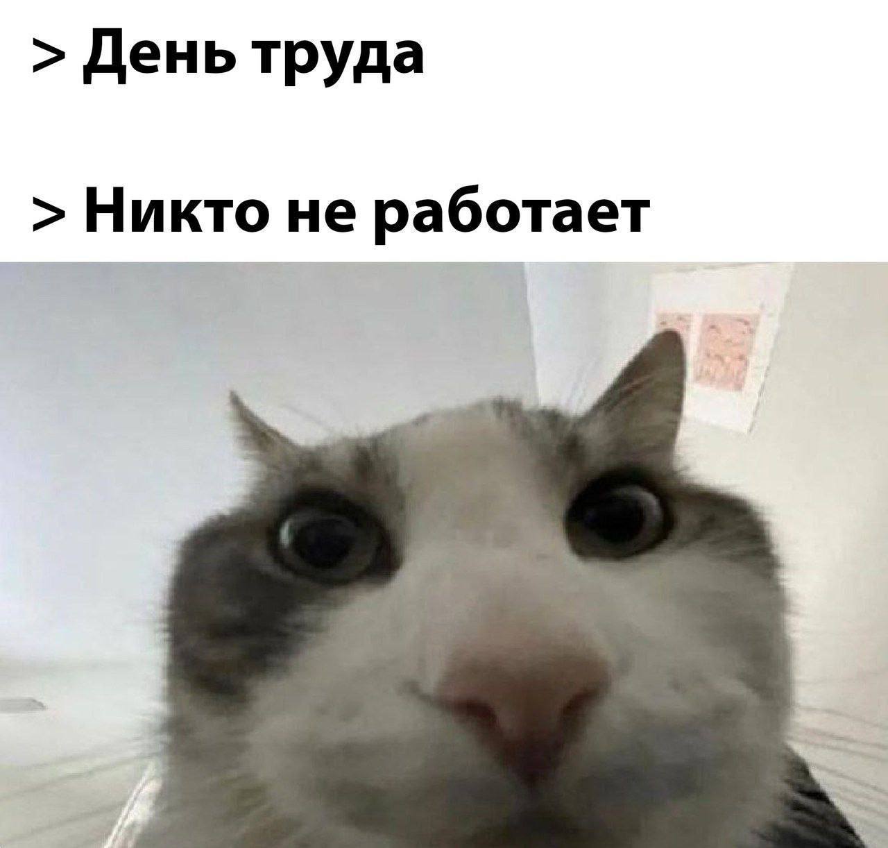 День труда никто не работает День труда никто не работает, кот с удивленным взглядом