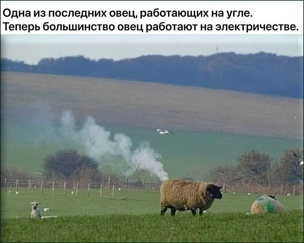 Овца стоит на поле, а из-за неё поднимается дым, будто она работает на угольной электростанции.