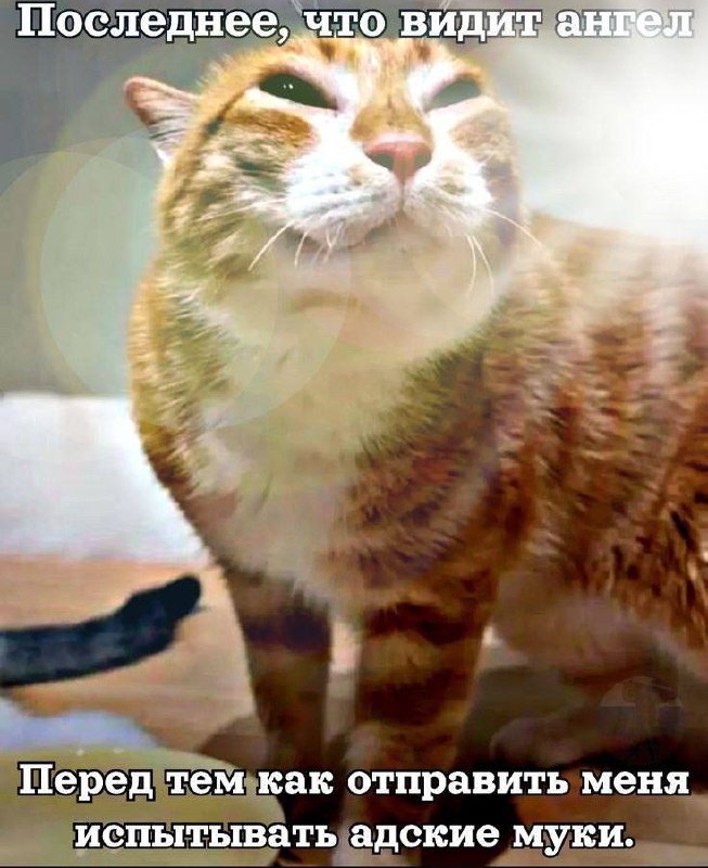 Последнее, что видит ангел Рыжий кот смотрит на ангела перед тем, как отправить его на адские муки