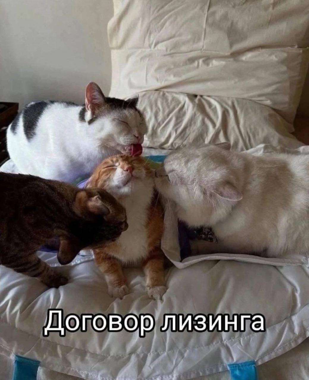 Договор лизинга коты Договор лизинга: Коты облизывают рыжего кота