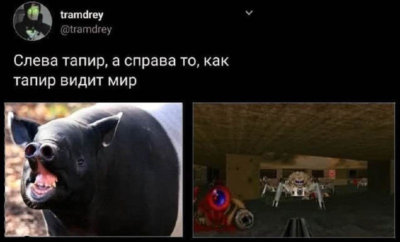 Слева тапир, а справа то, как тапир видит мир Слева тапир, а справа то, как тапир видит мир