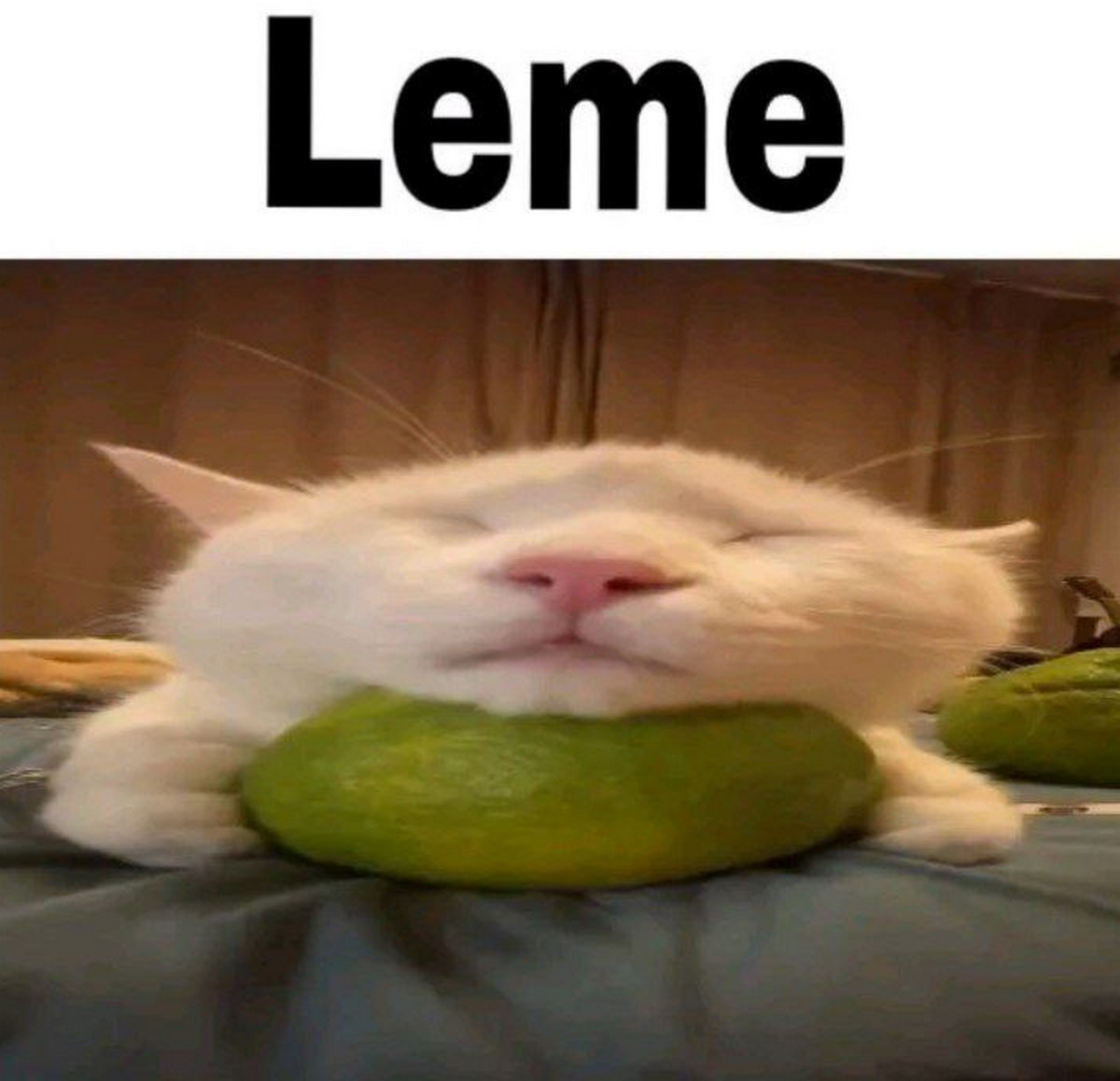 Leme Мем с котом который лежит на лайме и словесной игрой "Leme"
