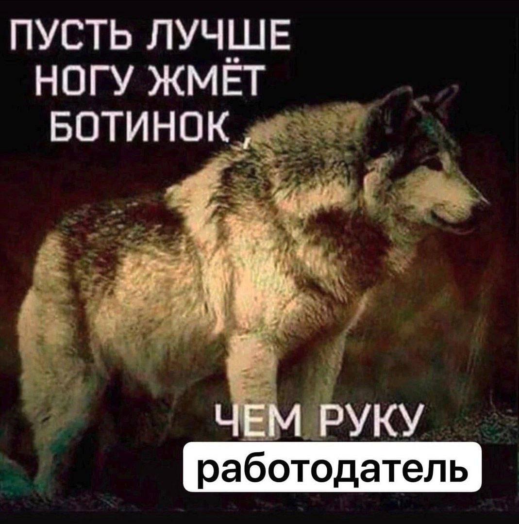 Пусть лучше ногу жмёт ботинок Мем с волком, на котором есть надпись: «Пусть лучше ногу жмёт ботинок, чем руку работодатель».