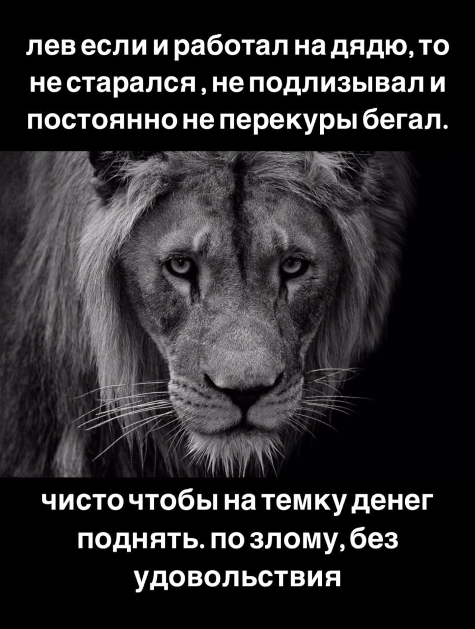 Лев если и работал на дядю Цитата про льва, который работал на дядю, не подлизываясь и не стараясь, только ради денег, без удовольствия. На картинке изображена морда льва крупным планом, фон чёрный.