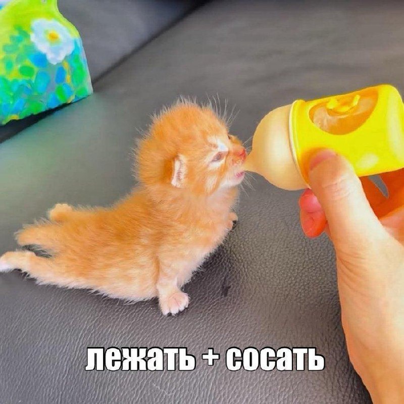 Маленький рыжий котенок лежит и пьет из бутылочки. Мем "Лежать + сосать"