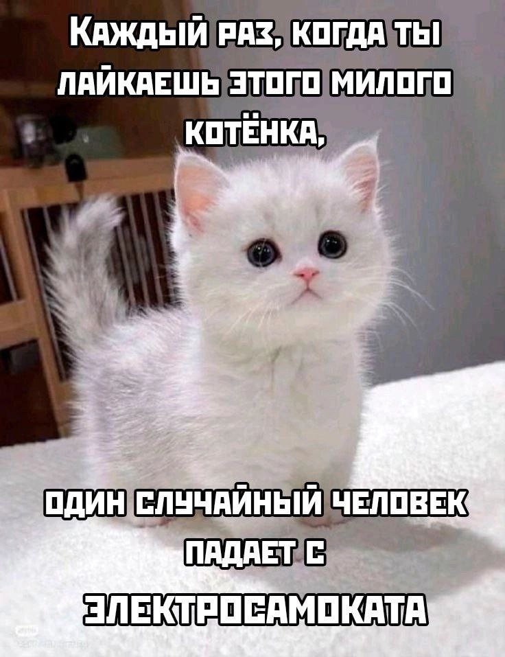 Если лайкнешь котенка, кто-то упадет с самоката Каждый раз, когда ты лайкаешь этого милого котёнка, один случайный человек падает с электросамоката