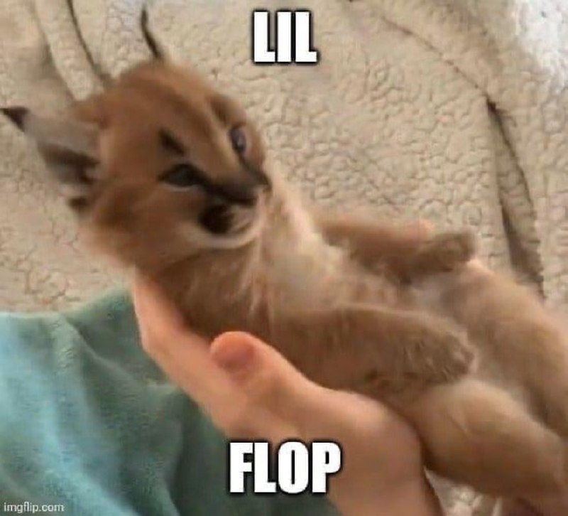 Маленький каракал Lil Flop Маленький каракал по имени Lil Flop