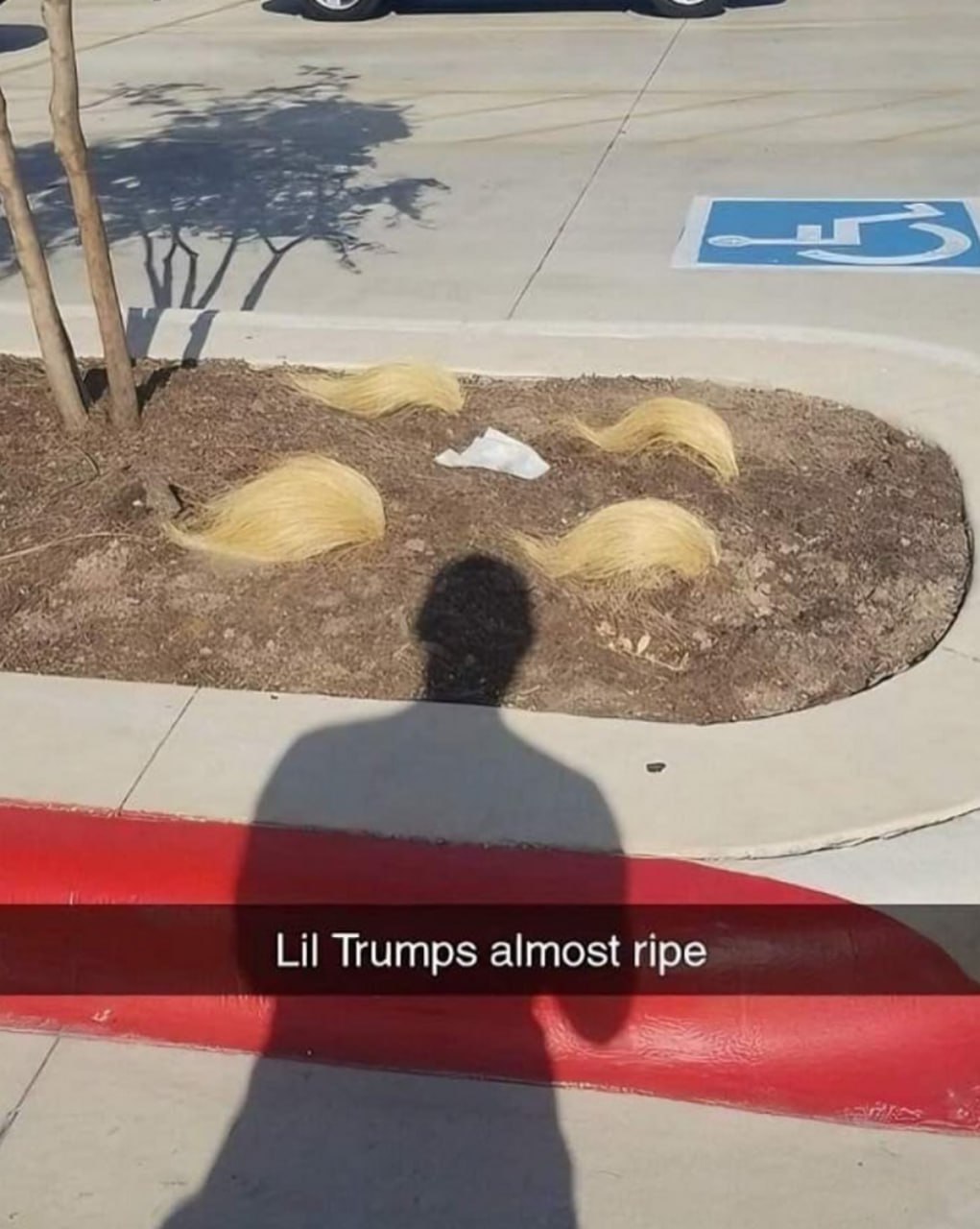 Lil Trumps almost ripe В саду "Лил Трампы" почти созрели