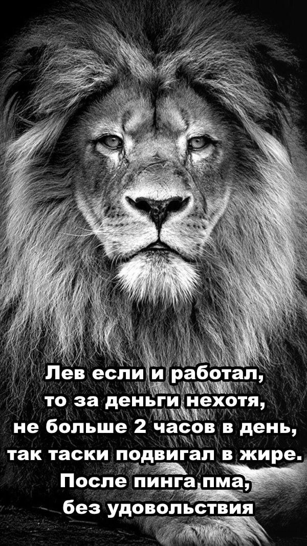 Лев если и работал Лев, который не хочет работать, но двигает таски в жире