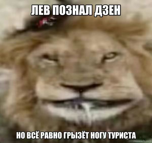Лев познал дзен Лев познал дзен, но всё равно грызёт ногу туриста