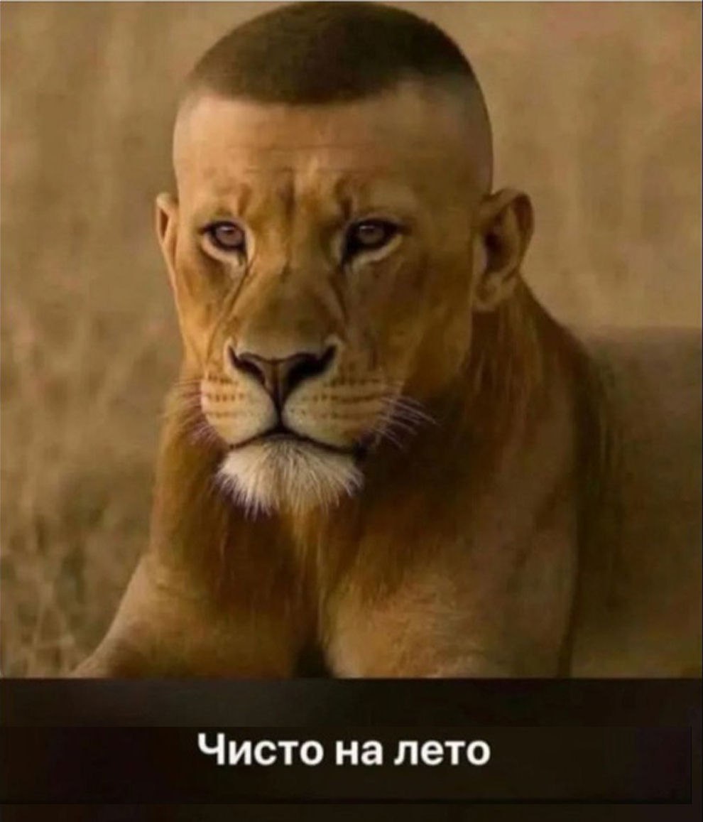 Лев со стрижкой «Чисто на лето» Лев с прической под машинку, как «чисто на лето»