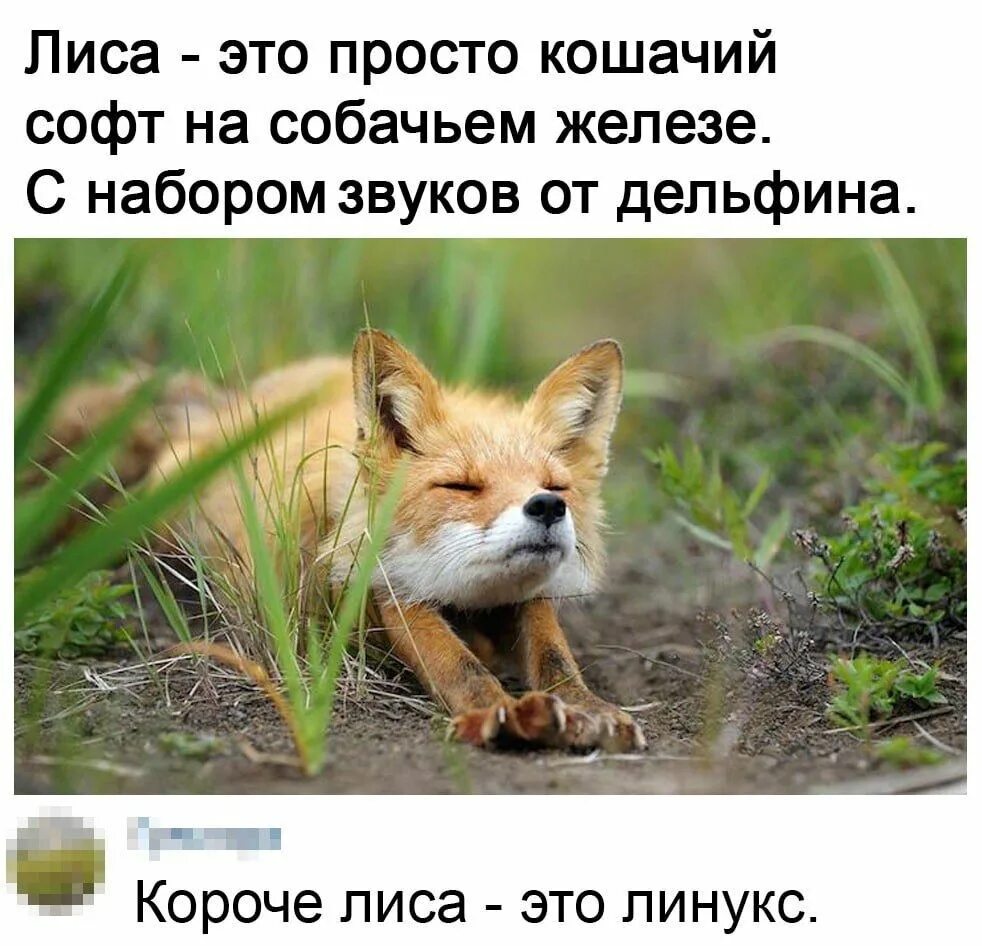 Лиса это просто кошачий софт на собачьем железе Милая лиса, которую сравнивают с кошачьим софтом на собачьем железе и операционной системой Linux