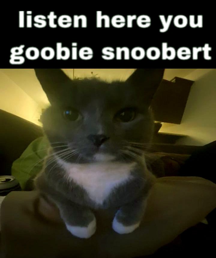 Listen here you goobie snoobert Кот с серьезным взглядом и надписью «Listen here you goobie snoobert»