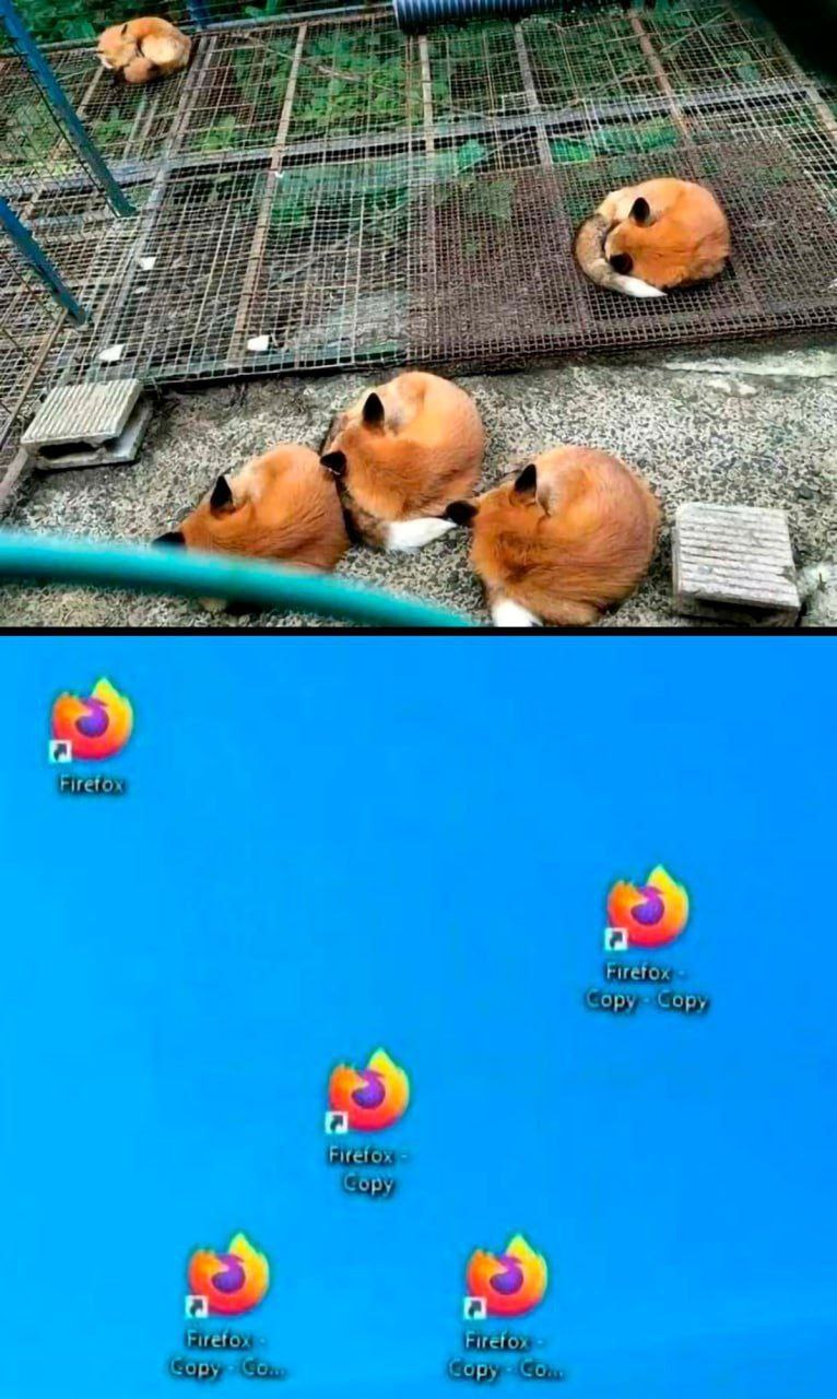 Лисы спят как иконки Firefox На картинке изображены лисы, спящие в позах, напоминающих логотип браузера Firefox, а под ними скриншот рабочего стола с множеством иконок Firefox.