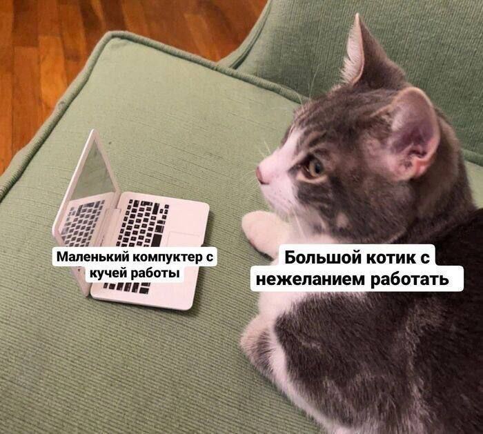 Маленький компьютер с кучей работы, большой котик с нежеланием работать Маленький компьютер с кучей работы, большой котик с нежеланием работать