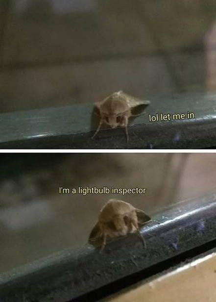 Lol let me in, i'm a lightbulb inspector Мем про жука, который просится внутрь как "инспектор лампочек"
