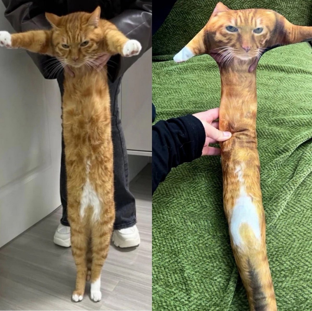 Длинный кот мем Длинный кот