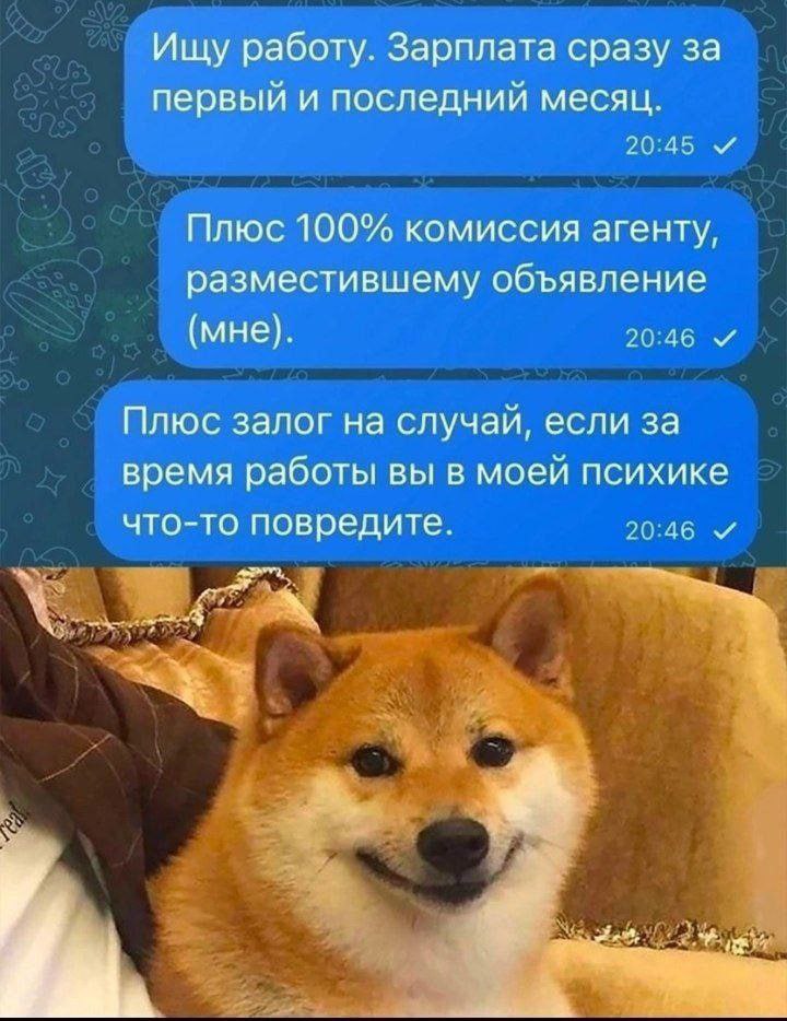 Ищу работу зарплата сразу за первый и последний месяц Мем с перепиской, где человек ищет работу на очень выгодных условиях, с надписью: «Ищу работу. Зарплата сразу за первый и последний месяц. Плюс 100% комиссия агенту, разместившему объявление (мне). Плюс залог на случай, если за время работы вы в моей психике что-то повредите». Под перепиской сидит улыбающаяся собака породы сиба-ину.