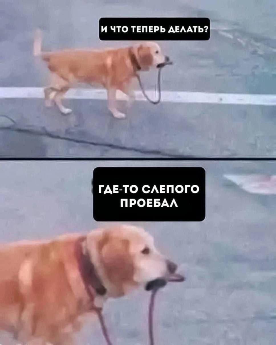 Потерял слепого Собака-поводырь несет в зубах поводок, а ее подопечного, судя по всему, нет рядом