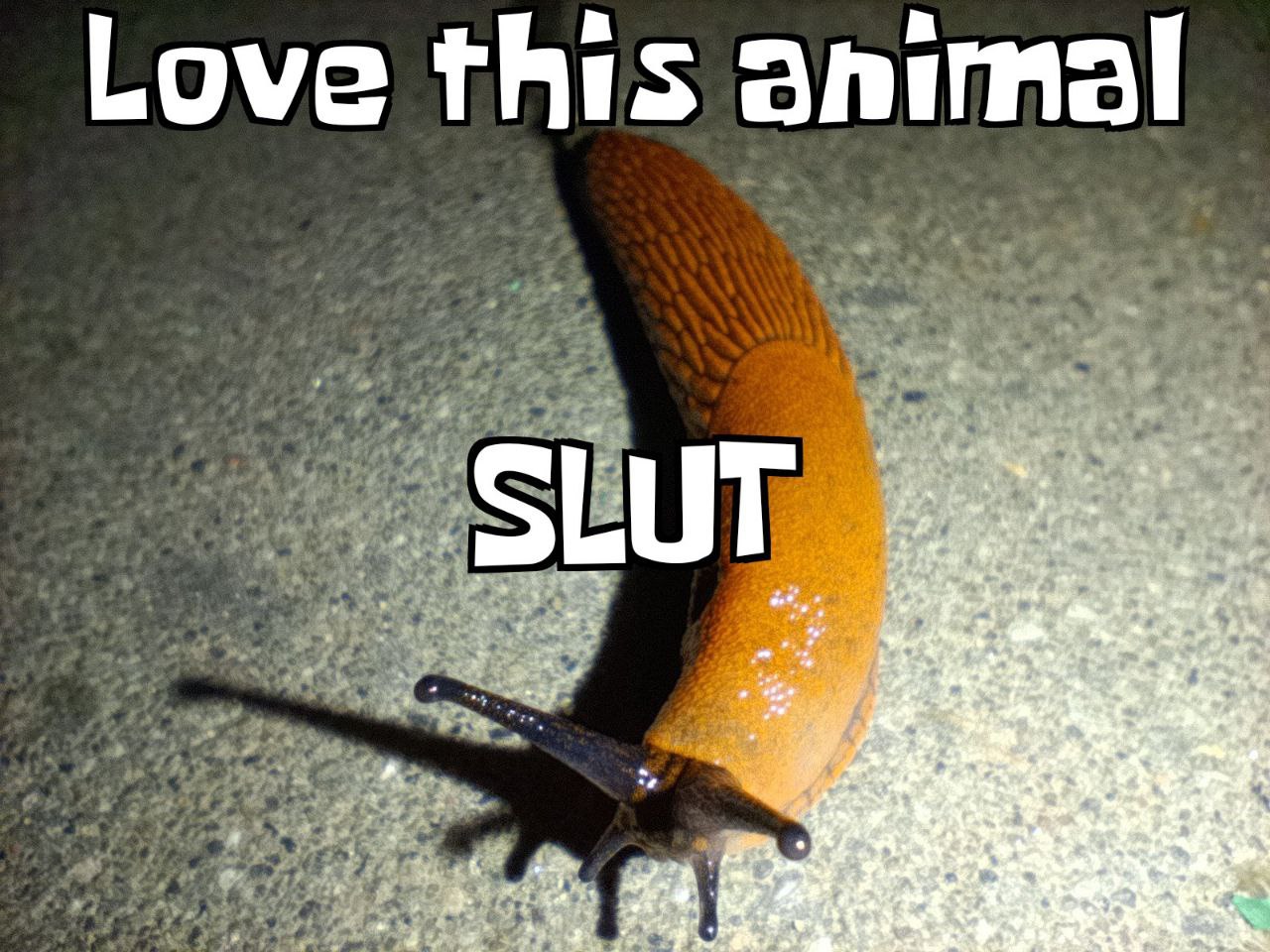 Обожаю это животное SLUT Обожаю это животное, SLUT