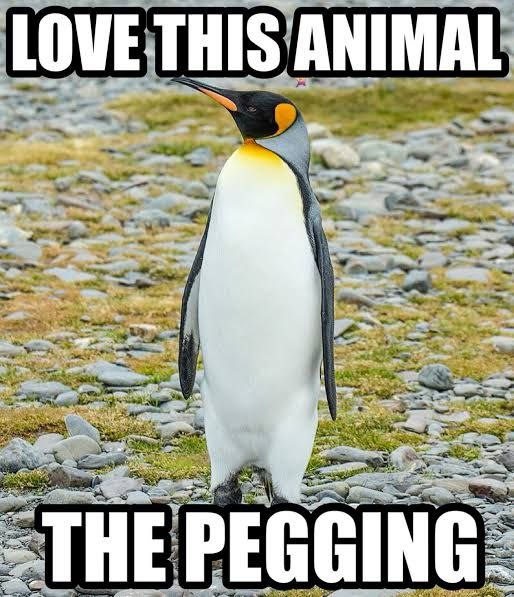 LOVE THIS ANIMAL THE PEGGING Мем с пингвином и надписью "LOVE THIS ANIMAL THE PEGGING"