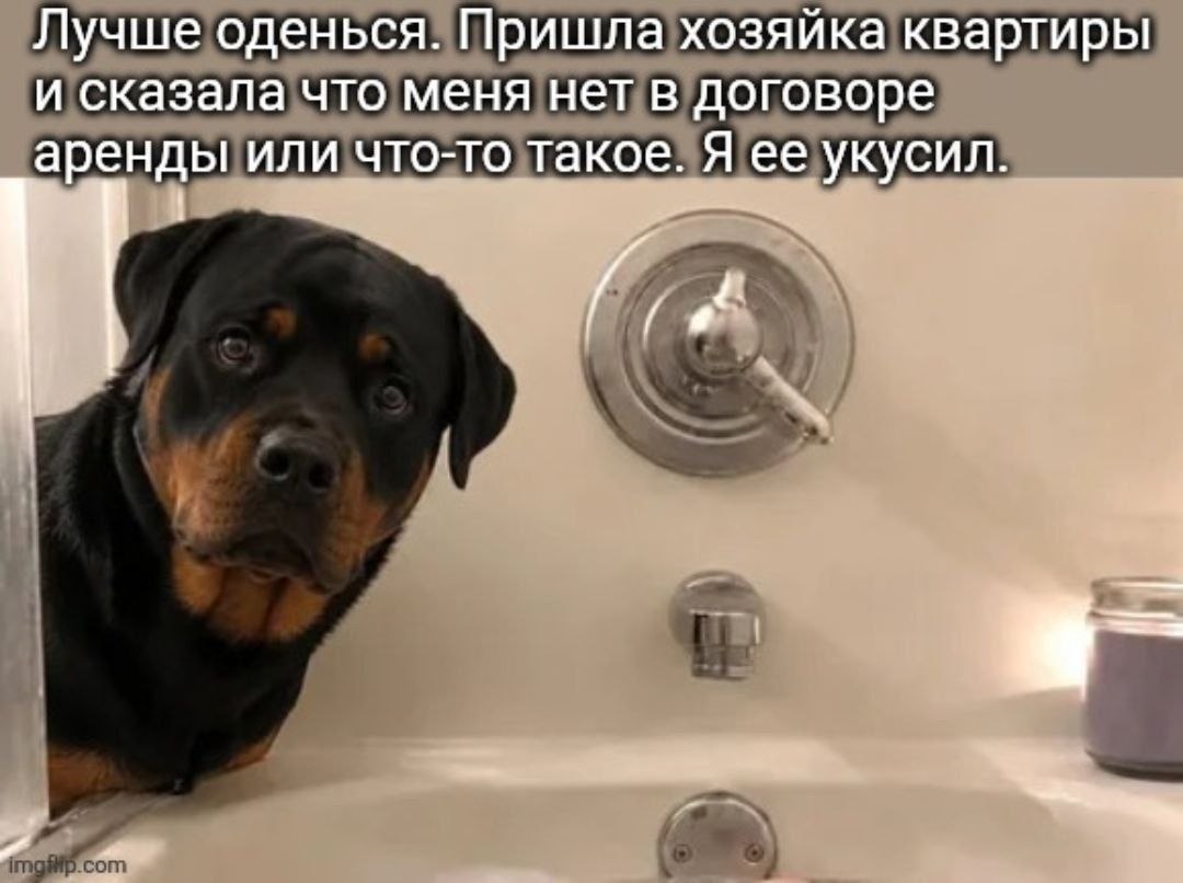 Ротвейлер выглядывает из ванной с подписью про хозяйку квартиры и договор аренды