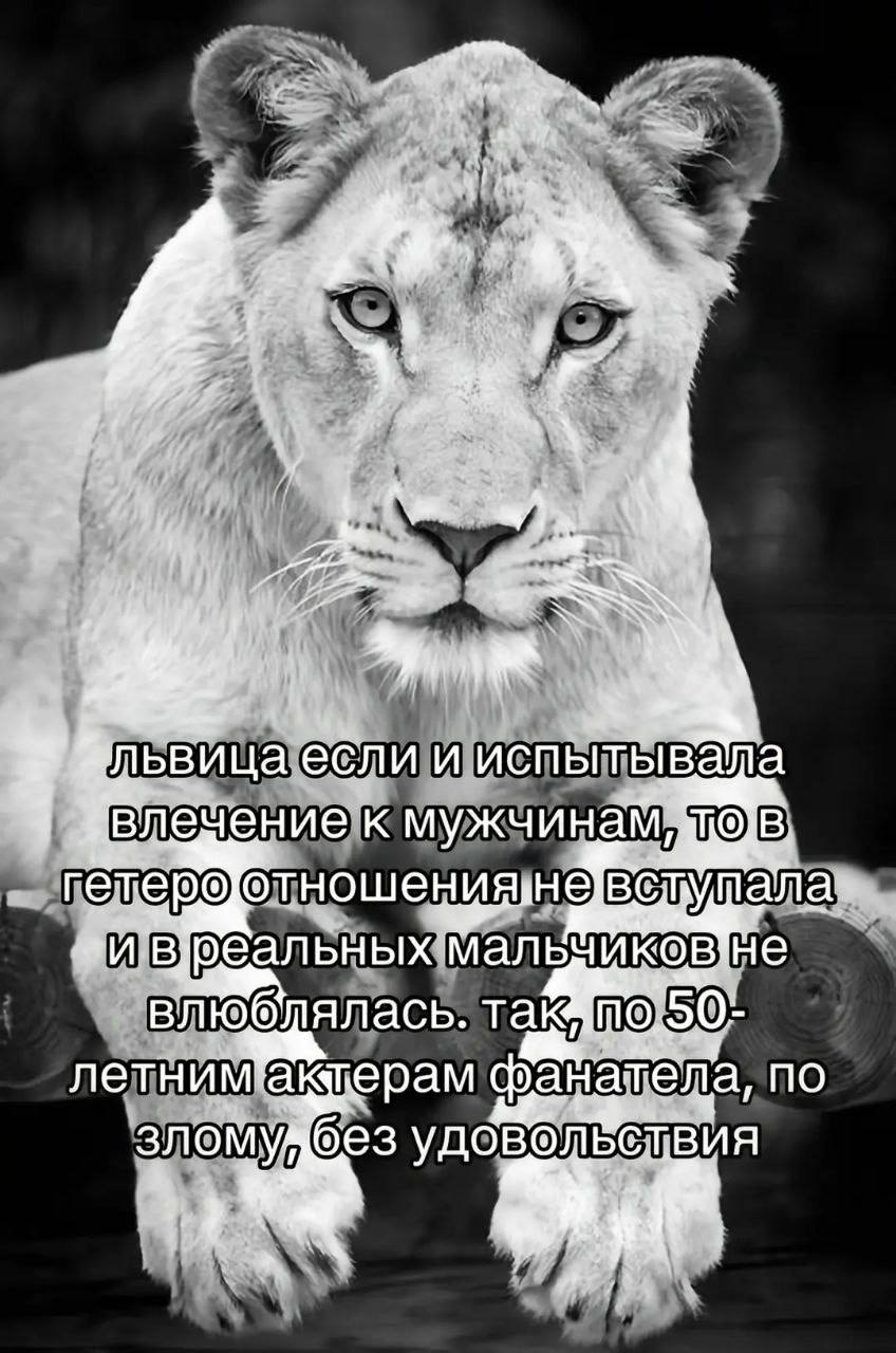 Львица фанатеет по 50-летним актерам Львица, которая испытывала влечение к мужчинам, но предпочитала 50-летних актеров