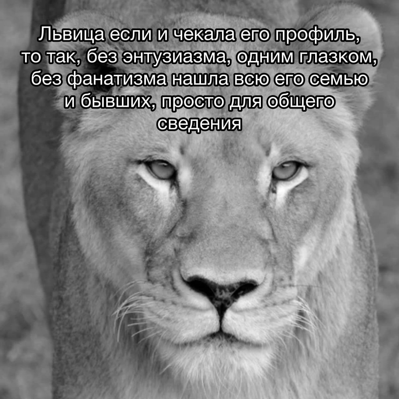 Львица чекает профиль Львица без энтузиазма, но тщательно проверяет профили.