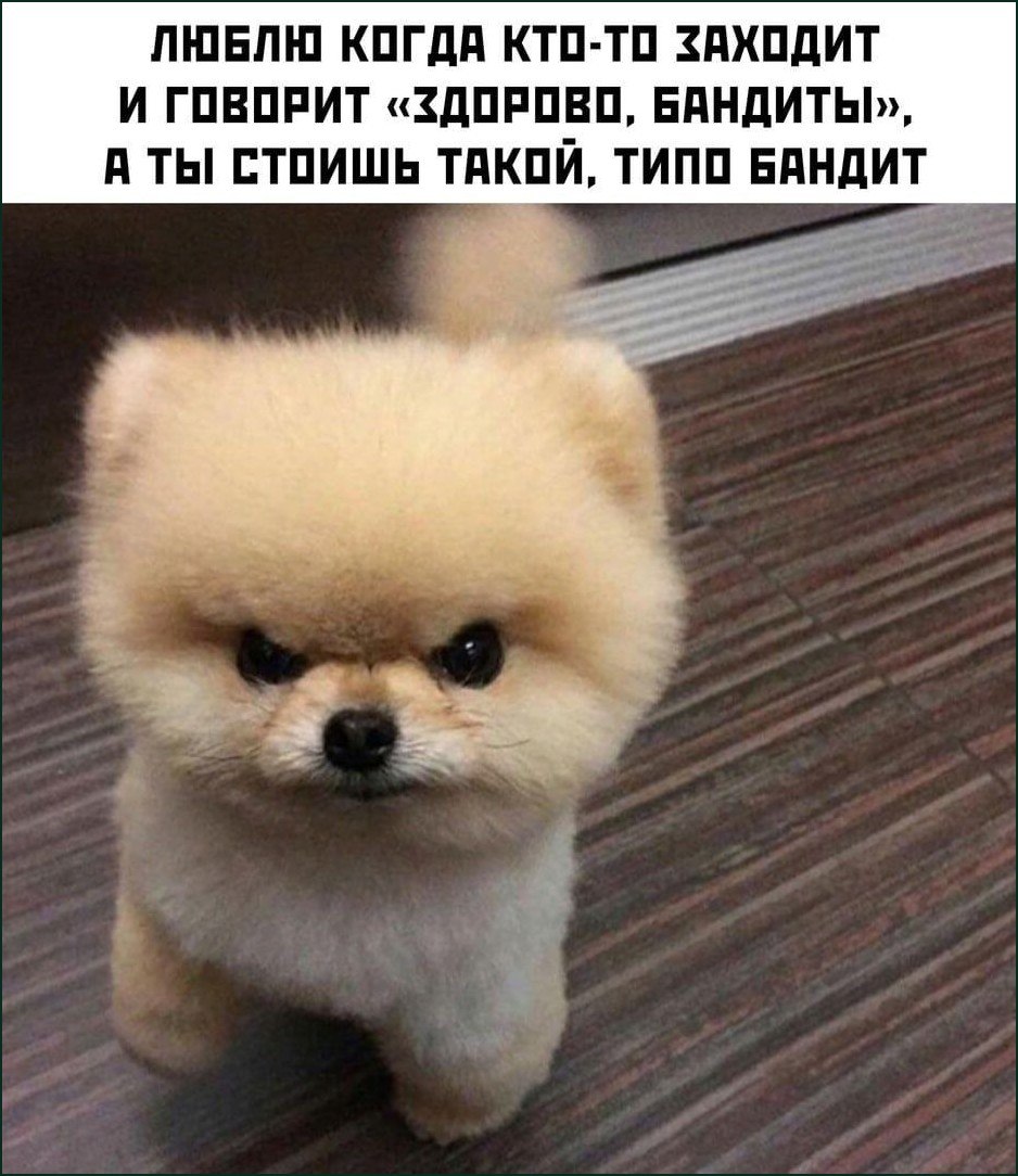 Сердитый маленький шпиц с видом настоящего бандита и подписью «Здорово, бандиты!»